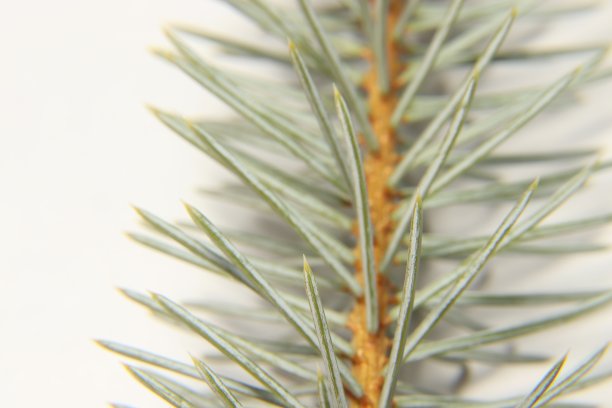 松树枝，青色。近距离图片下载