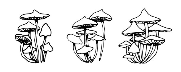 集毒菌毒蕈、蜂蜜木耳图片下载