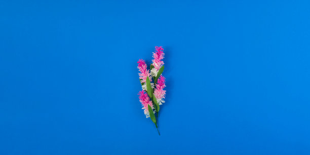 花朵组成，旗帜与装饰薰衣草在蓝色孤立的背景，文字，俯视图和平躺的地方图片下载