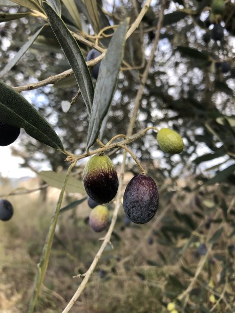 在橄榄树上成熟的橄榄图片下载