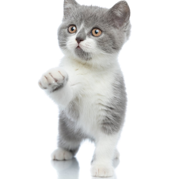 可爱的英国短毛猫用爪子抓东西图片下载