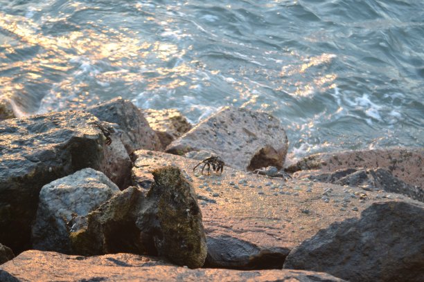 螃蟹在石头上图片下载