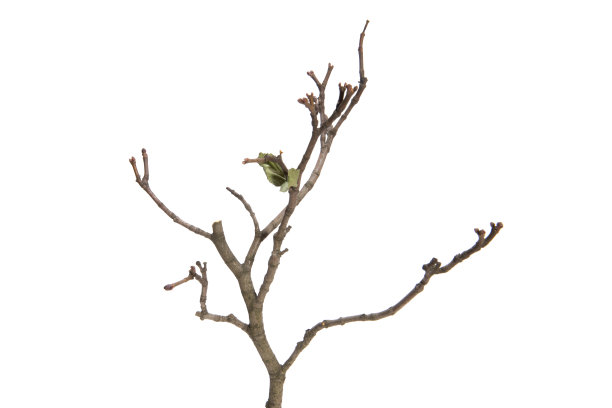 没有叶子的树枝孤立在白色背景上图片下载