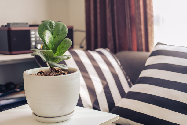 绿叶树在白色的花盆在离开的房间图片下载