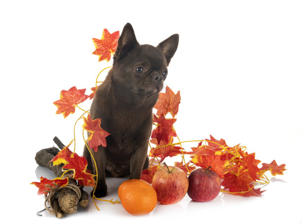 小吉娃娃图片下载