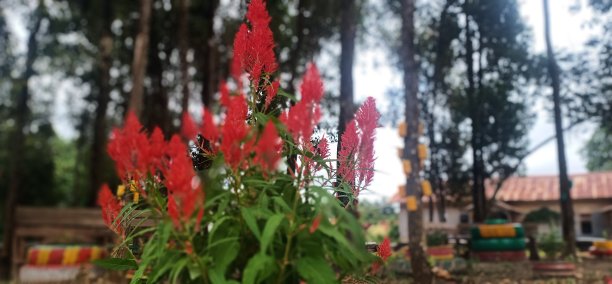 红色的火花。图片下载