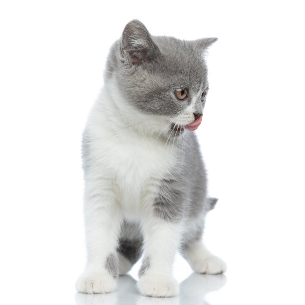 可爱的英国短毛猫舔她的嘴图片下载