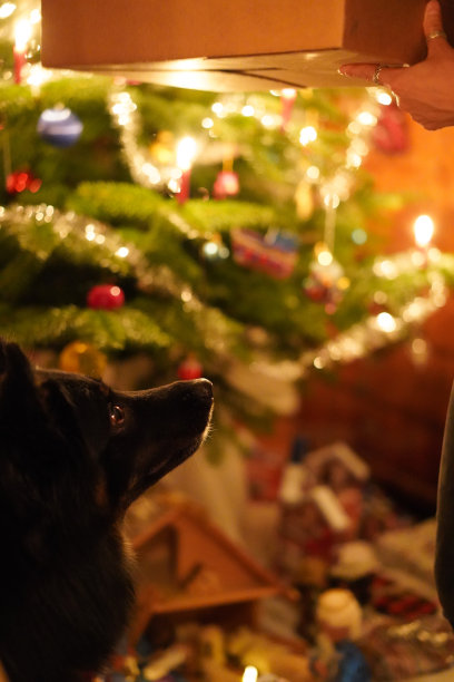 平安夜，细心的黑狗在等待一个人送的圣诞礼物。图片下载