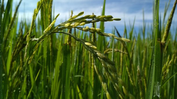 天生害羞图片下载