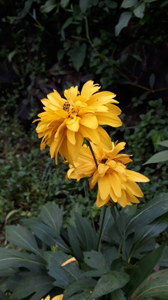 鲜花盛开的时候图片下载