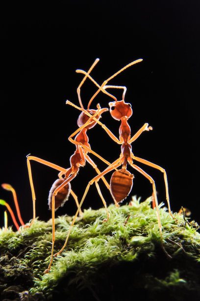 Oecoephylla smaradgina或编织蚁巢图片下载