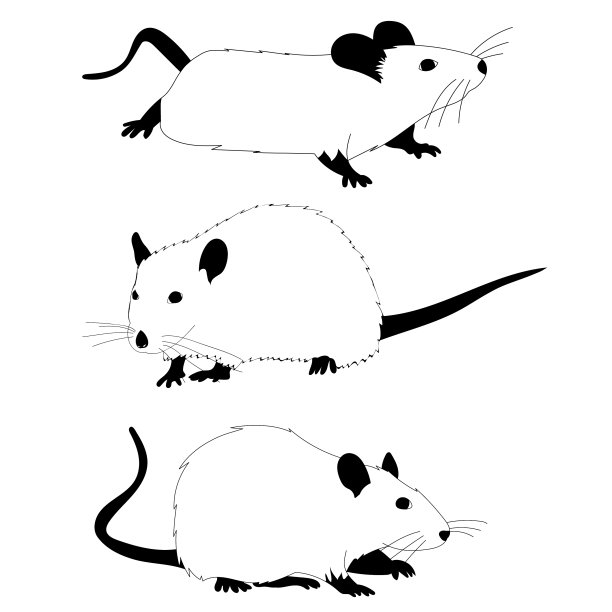 在一个白色的背景老鼠设置黑色和图片下载