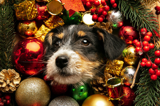 杰克罗素梗在圣诞装饰中迎接2021年新年的工作室拍摄图片下载