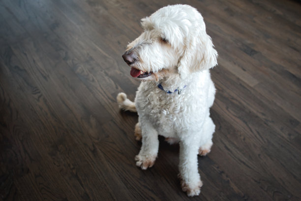 金色的涂鸦靠在硬木地板上图片下载