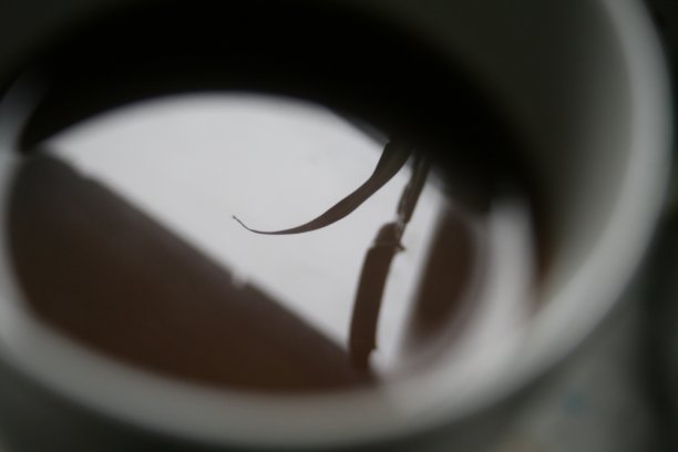 咖啡杯中的植物倒影图片下载