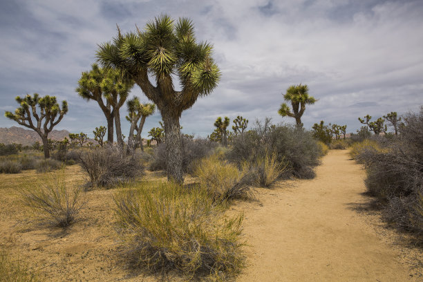 这是约书亚树国家公园里的约书亚树小径之一图片下载