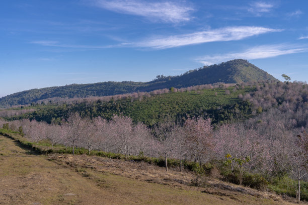粉红色的野生喜马拉雅樱桃林在山上图片下载