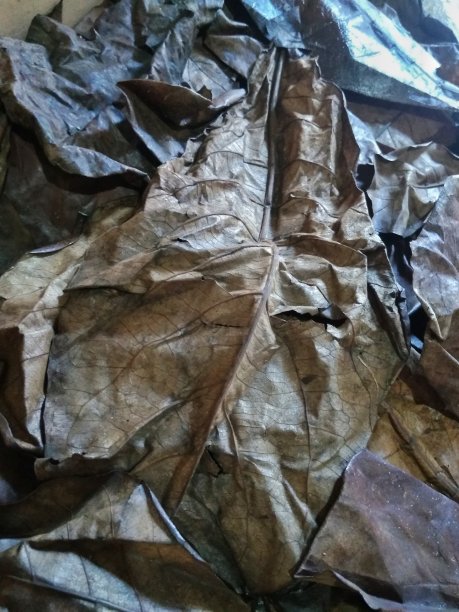 干叶子合起来图片下载