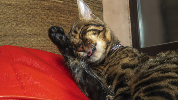 漂亮的小猫在家里舔自己。孟加拉猫洗漱，舔爪子。家畜。图片下载