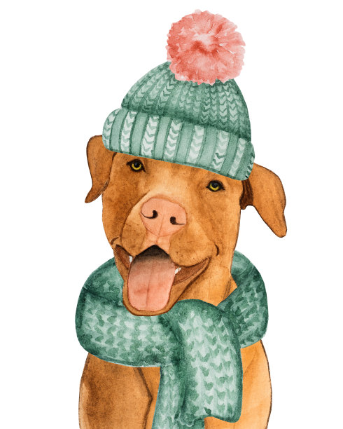 可爱，漂亮的巧克力色的小狗。特写镜头图片下载