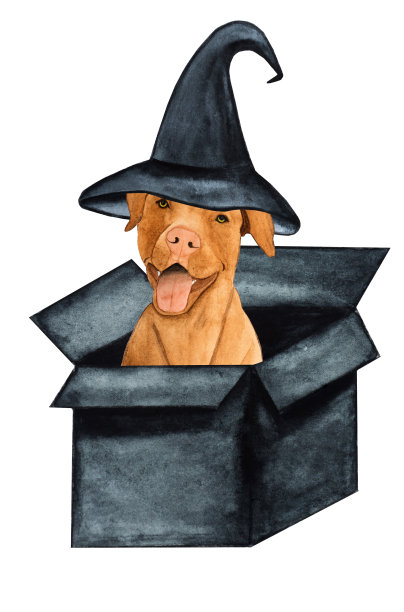 可爱，漂亮的巧克力色的小狗。特写镜头图片下载