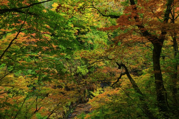 秋叶之谷图片下载