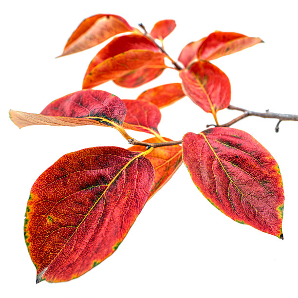 桔黄色秋叶工作室拍摄图片下载