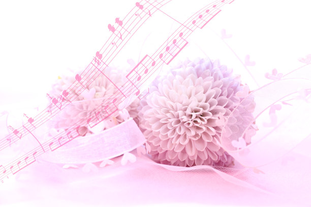 pom pom菊花图片下载