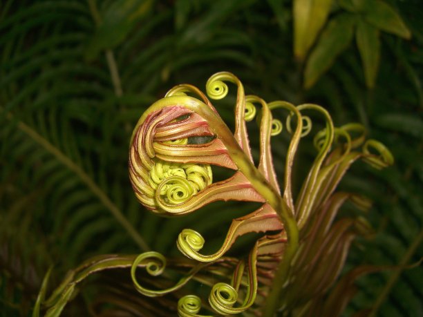 蕨类植物图片下载