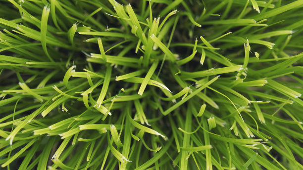 质地绿色的割草，草坪的背景。特写镜头。俯视图图片下载