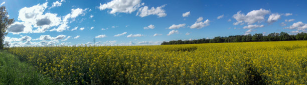 黄花田图片下载