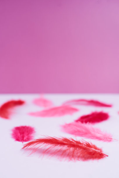 红色和粉红色的鸟羽毛被放在粉红色的背景上。图片下载