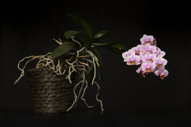 盛开的粉红色兰花在一个花盆在一个黑色的背景图片下载
