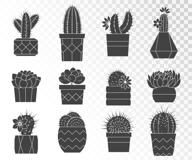 把仙人掌和多肉植物放在花盆里图片下载