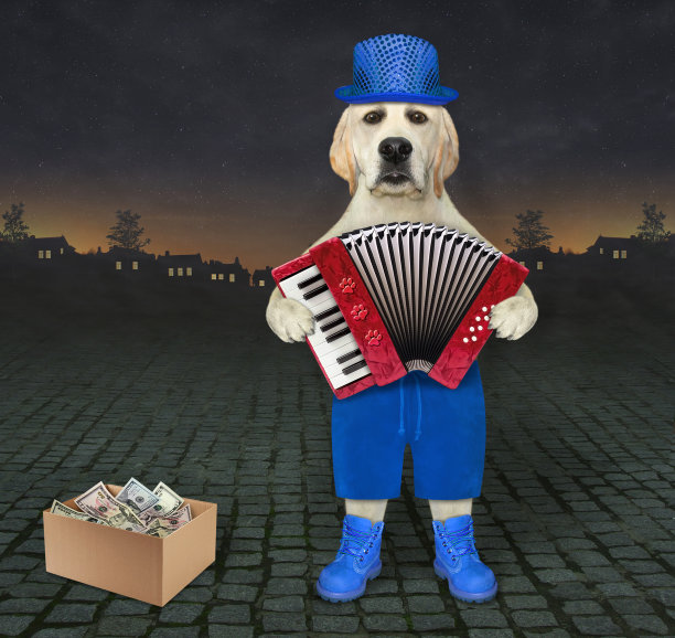 狗音乐家在街上拉手风琴图片下载