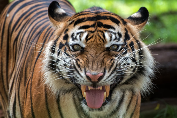 一只长相怪异的老虎素材图片