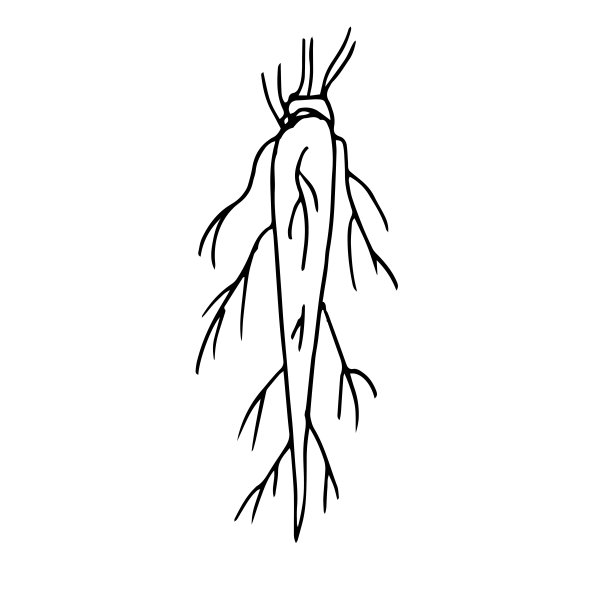 根。杆根系统。在白色背景上孤立的轮廓的矢量插图。为植物学书籍和设计。图片下载