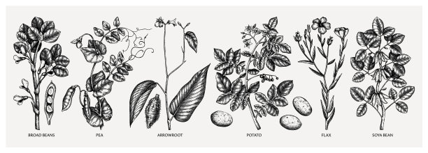 手绘农业植物集-马铃薯大豆图片下载
