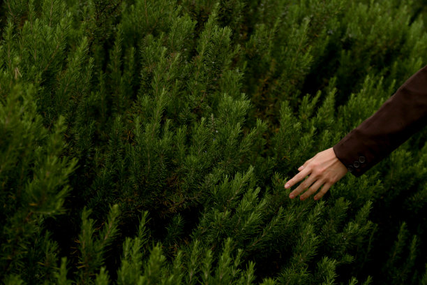 近距离的图片美丽的手触摸花图片下载