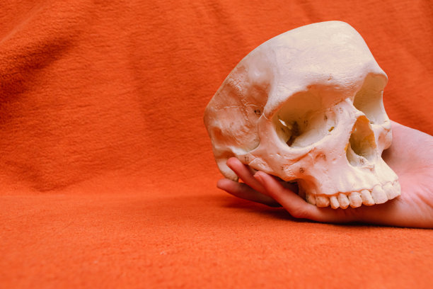 手握人类头骨在橙色背景，正面透视，人体解剖图片下载