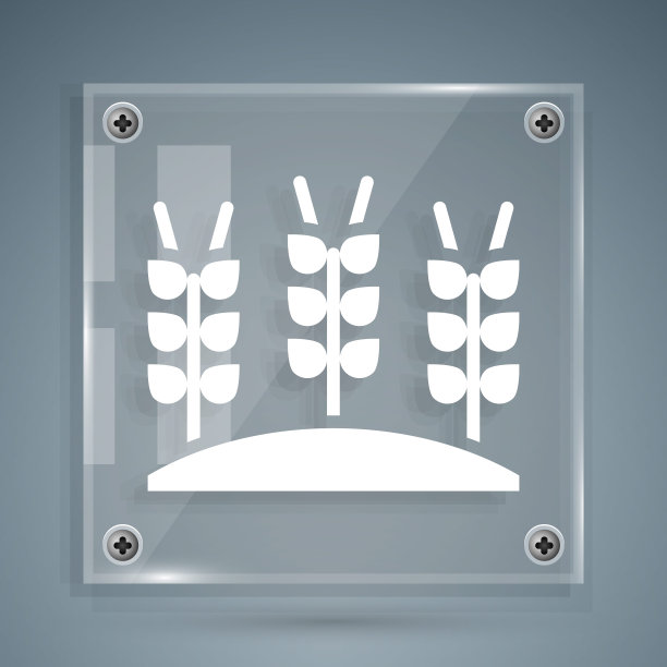 白色谷物设置大米，小麦，玉米，燕麦，黑麦，大麦图标孤立在灰色背景。小麦穗是面包的象征。方形玻璃面板。向量图片下载