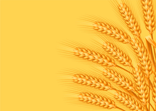背景与小麦图片下载