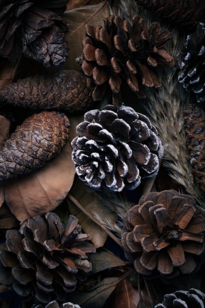 以褐色松果为背景，自然质地的土壤是秋天的森林。图片下载