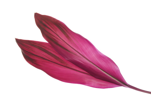 钛植物或冬虫夏草叶，彩色叶，异国情调的热带叶，孤立在白色背景与修剪路径图片下载