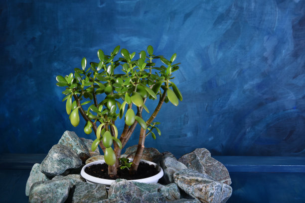 室内植物碧玉装饰在天然石材木桌上。家居装饰。室内设计。图片下载