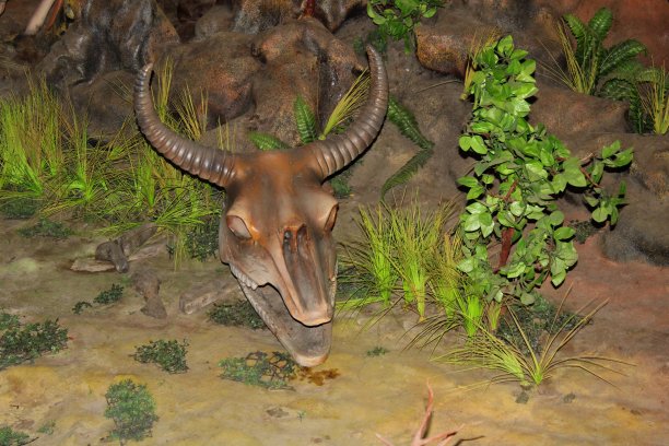 一个动物的头骨扔在驾驶舱里图片下载