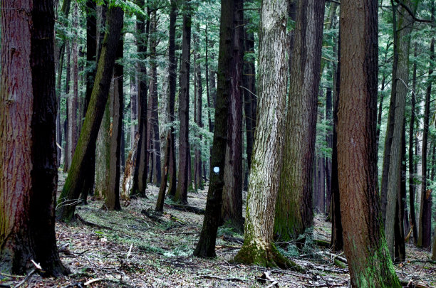 几棵树的彩色照片在森林与模糊的踪迹标记图片下载