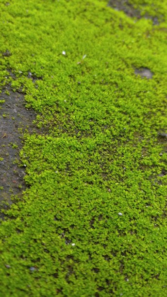 绿色背景来自印度尼西亚图片下载