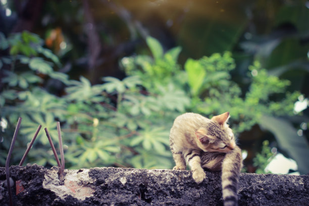 近距离坐着可爱的小野生棕色猫的照片，舔她的尾巴大有趣的眼睛图片下载