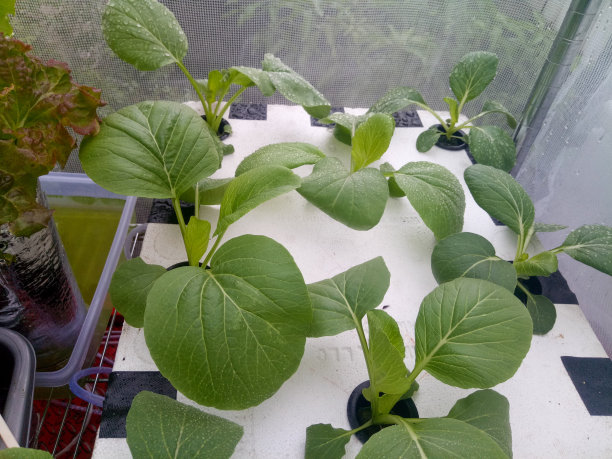 水培植物图片下载